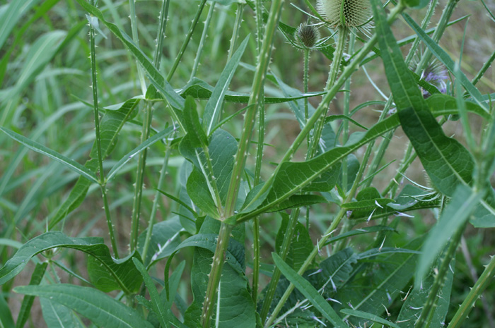 e questo cos''? - Dipsacus sp.